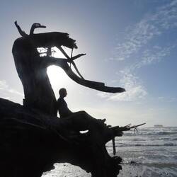 Lots of cool logs on Beach for photos