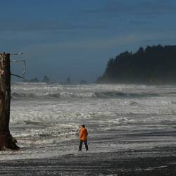 Unsure if this tree grew there or got washed up upright