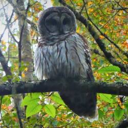 Barred Owl in the Dungeness Wildlife Refuge