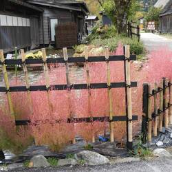 Strange plant - starts green and turns bright pink