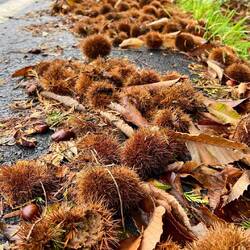 Chestnut gathering at the side of the road