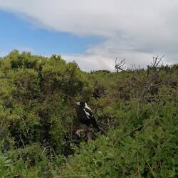 Diese Vögel sieht & hört man hier überall. 🤗