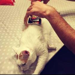 ... "Sei still und streichel mich einfach"