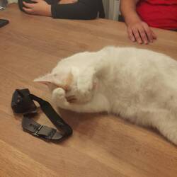 Wie süß willst du sein? ...