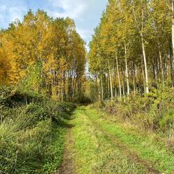 Gentle track through autumn leaves