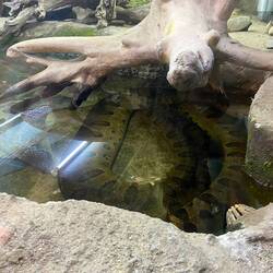 En kæmpe anaconda (ligenoget for min mor)