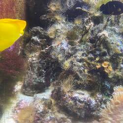 Vi fandt Nemo (selvom han er lidt svær at finde på billedet)