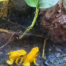 Verdens giftigste dyr - den kan dræbe dig på 20 sekunder