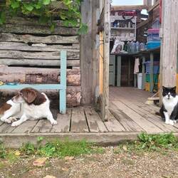 Farmtiere vor Küchentrakt