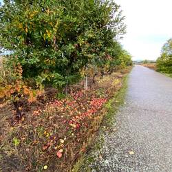 Beautiful windfall apples. I ate one and it was delicious.