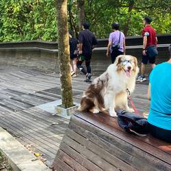 Loved the dog with sun glasses