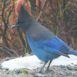 A Stellar Jay, finally captured on film