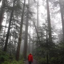 Walking in the cloud mist on the Yew Lake Trail