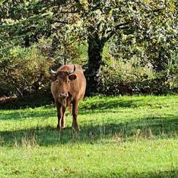 Angriff Appel, Angriff Kuh, Appel weg