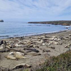 Elephant Seal Viewpoint