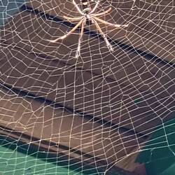 Noch ein schöner Spider 😀