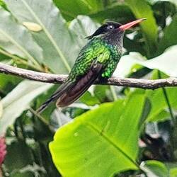 Der Hummingbird sitzt auf dem Ast. Kleines Vögelchen, nur wenige Zentimezer gross.