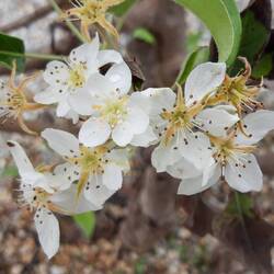 2. Frühling am Birnbaum?