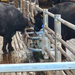 Wohlfühlbereich mit Massagebürsten und Wasserbecken