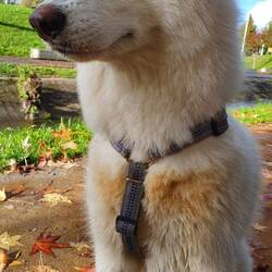 Wir brauchen ein neues Geschirr für Fox, sie rostet, da es nicht mehr trocken wird 🫣