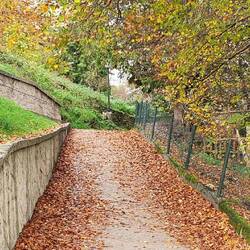 die Herbstsonne bringt die Blätter entlang des Weges zum Leuchten