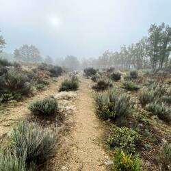 One misty moisty morning....