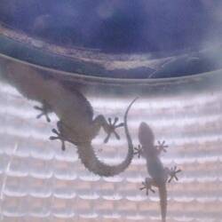 Geckos versteckt in Laterne