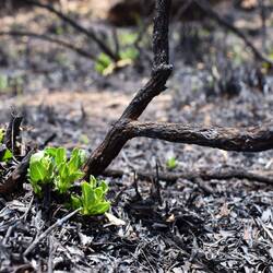 Vieles wird verbrannt, damit neues Leben entsteht