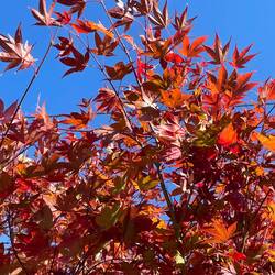 Autumn colours