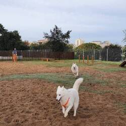 Auf dem Hundespielplatz