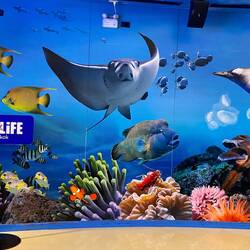 Aquarium at the mall - didnt go in