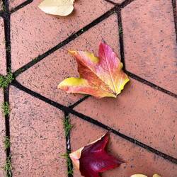 Fallen autumn leaves - all off the one tree