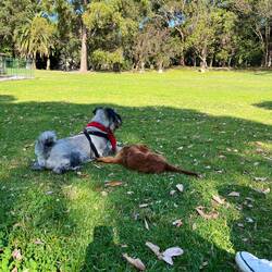 Bella findet jedes mal neue Freunde :)