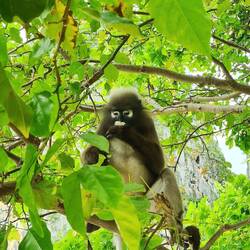 die süßen Äffchen 🥰