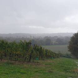 Pilger und Wein im Regen