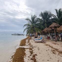 Da wurde ganz schön viel Seegras angeschwemmt