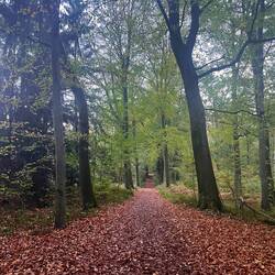 Beautiful Lauzette Woods