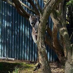 Der Koala war zwar im Wildtierpark aber auf einem Baum, der nicht in seinem Gehege war. Ausgebrochen
