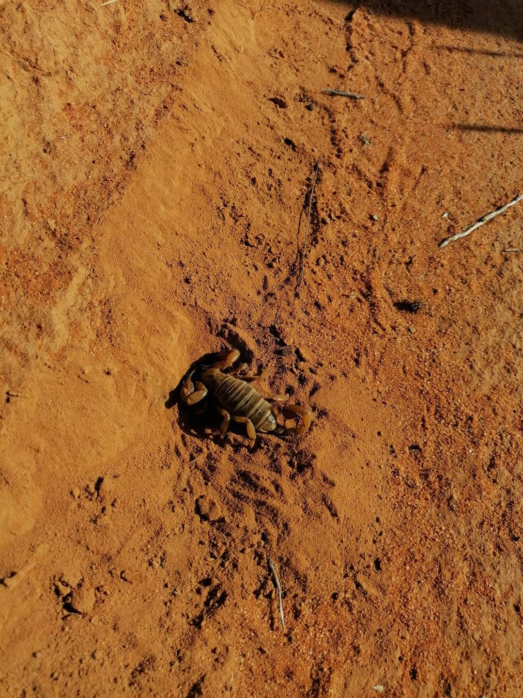 🦂