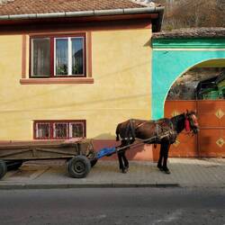 Local work horse 🐎