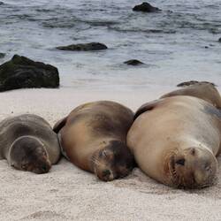 Sind sie nicht goldig 🦭