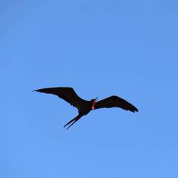 Fieser Fregattvogel (attakiert andere Vögel, um die Beute zu stehlen) 🤨