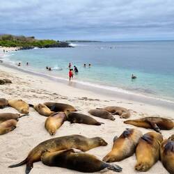 Robbenparadies am Playa Punta Carola