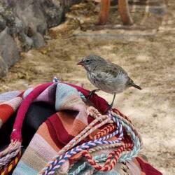 Freche Darwinfinken wollen unsere Kekskrümel klauen 🍪