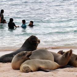 Bulle mit seinem Harem am Playa Mann