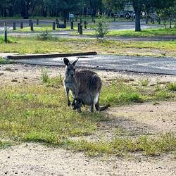 Joey in pouch!
