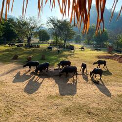 Part of the water buffao herd