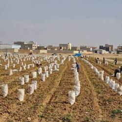 Potato harvest. All by hand! Backbreaking work!