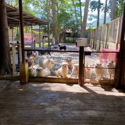 The small dog kennel