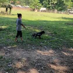 Each handi-capped dog gets out daily for a walk in their wheelchair